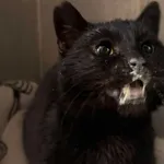 Znaleziono kota, Bydgoszcz, 6 stycznia 2026