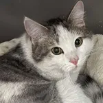 Znaleziono kota, Bydgoszcz, 6 stycznia 2026