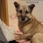 Pies do adopcji, Radom, 7 stycznia 2026