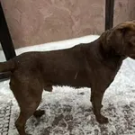 Znaleziono psa, Lublin, 7 stycznia 2026