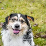 Pies do adopcji, Radom, 6 stycznia 2026