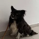 Znaleziono psa, Lublin, 7 stycznia 2026