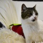 Kot do adopcji, Chełmek, 24 listopada 2025