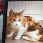 Zaginął kot, Mszana Dolna, 8 stycznia 2026