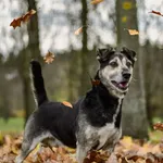 Pies do adopcji, Radom, 6 stycznia 2026