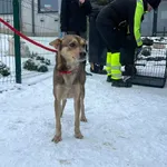 Znaleziono psa, Bydgoszcz, 7 stycznia 2026