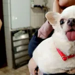 Znaleziono psa, Wałbrzych, 3 stycznia 2026