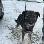 Znaleziono psa, Bydgoszcz, 7 stycznia 2026