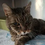 Znaleziono kota, Olsztyn, 2 stycznia 2025