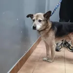 Znaleziono psa, Sosnowiec, 5 stycznia 2026