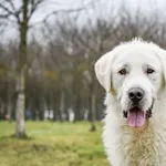 Pies do adopcji, Radom, 6 stycznia 2026