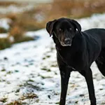 Znaleziono psa, Racławice, 7 stycznia 2026