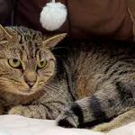 Znaleziono kota, Wałbrzych, 2 stycznia 2026