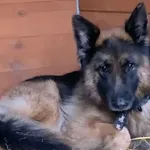 Pies do adopcji, Głowno, 7 stycznia 2026