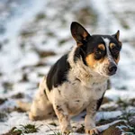 Znaleziono psa, Racławice, 3 stycznia 2026