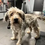 Znaleziono psa, Bydgoszcz, 5 stycznia 2025