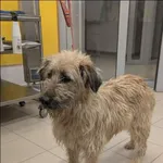 Znaleziono psa, Grudziądz, 7 stycznia 2026