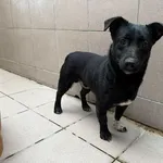 Znaleziono psa, Bydgoszcz, 31 grudnia 2025