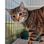 Znaleziono kota, Wrocław, 4 stycznia 2026