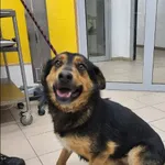 Znaleziono psa, Grudziądz, 7 stycznia 2026