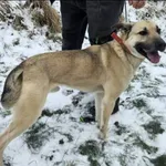 Znaleziono psa, Grudziądz, 7 stycznia 2026