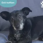 Znaleziono psa, Dąbrówka, 7 stycznia 2026