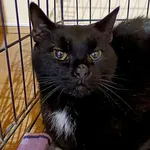 Znaleziono kota, Wałbrzych, 1 stycznia 2026