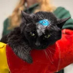 Znaleziono kota, Bydgoszcz, 5 stycznia 2026