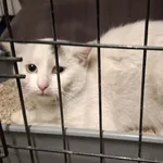 Znaleziono kota, Sosnowiec, 6 stycznia 2026