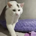 Znaleziono kota, Sosnowiec, 6 stycznia 2026