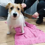 Znaleziono psa, Sosnowiec, 8 stycznia 2026