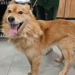 Znaleziono psa, Toruń, 5 stycznia 2026