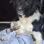 Znaleziono psa, Olsztyn, 23 grudnia 2025