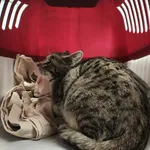 Znaleziono kota, Toruń, 6 stycznia 2026