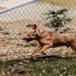 Pies do adopcji, Czartki, 8 stycznia 2026