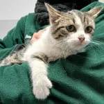 Znaleziono kota, Toruń, 5 stycznia 2026