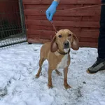 Znaleziono psa, Czartki, 9 stycznia 2026