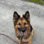 Tara trafiła do nas razem z labradorem Dastim - obydwa zaniedbane, wychudzone i bezimienne. Dopiero w schronisku otrzymały swoje imiona... Tara to delikatna, czuła, mądra i grzeczna sunia. Otwarta na 