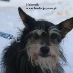 Pies do adopcji, Nowy Dwór Mazowiecki, 9 stycznia 2026