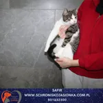 Kot do adopcji, Dębniak, 8 stycznia 2026