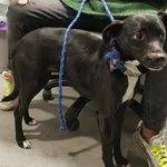 Znaleziono psa, Toruń, 5 stycznia 2026