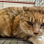 Znaleziono kota, Lublin, 7 stycznia 2026