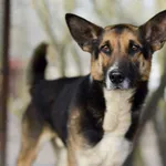 Oddam psa, Elbląg, 9 stycznia 2026