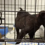 Znaleziono kota, Sosnowiec, 6 stycznia 2026