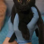 Znaleziono kota, Sosnowiec, 6 stycznia 2026