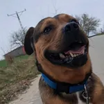 Znaleziono psa, Tatary, 19 listopada 2025