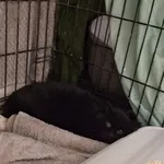 Znaleziono kota, Sosnowiec, 5 stycznia 2026