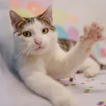 Znaleziono kota, Sosnowiec, 6 stycznia 2026