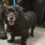 Znaleziono psa, Toruń, 7 stycznia 2026