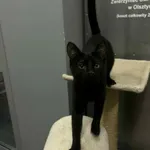 Znaleziono kota, Olsztyn, 5 stycznia 2026